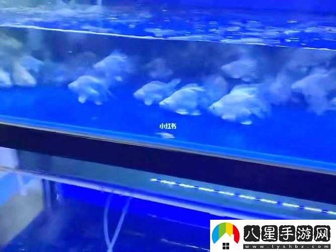 大白球上下抖動