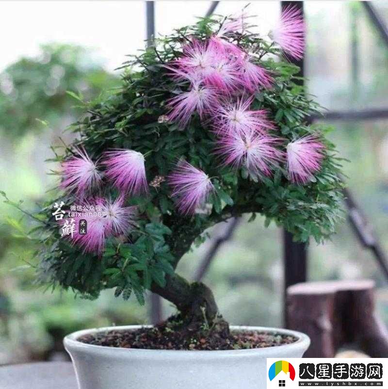 合歡爆傷堆疊技巧