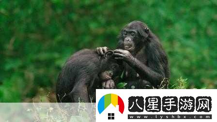 人馬畜禽紀(jì)錄片免費(fèi)