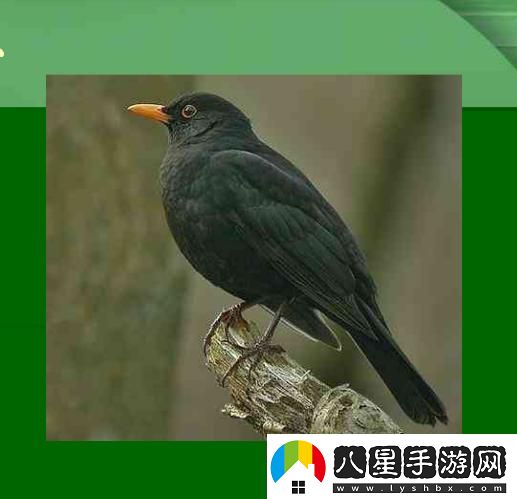 “一鍵識鳥免費”