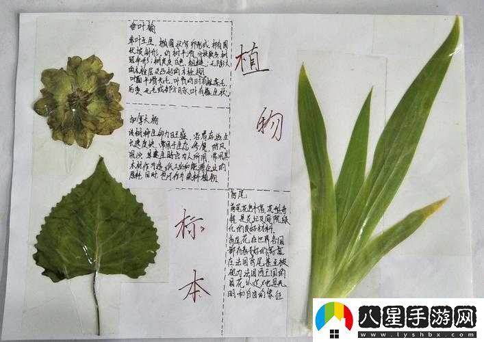 坐在根莖寫(xiě)作業(yè)好嗎