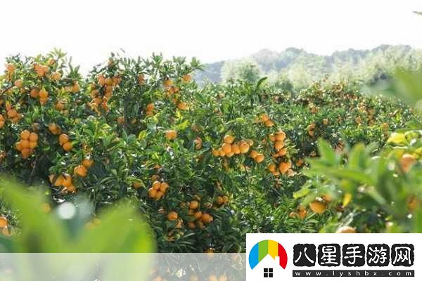 果林里的阿海小雪最經(jīng)典十首詩(shī)句