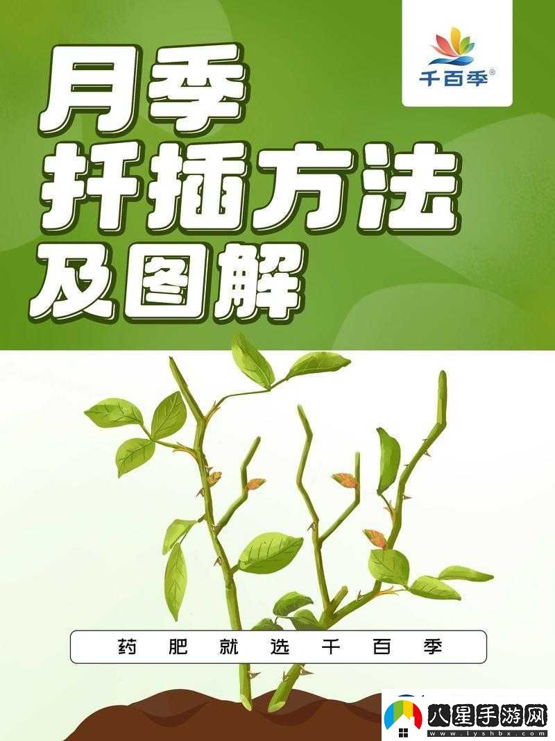 扦插過程視頻