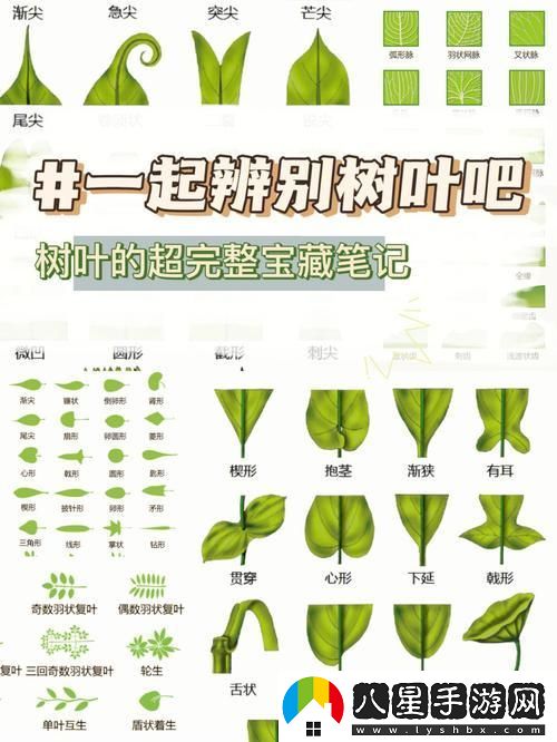 葉識無邊
