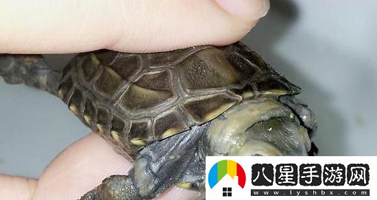 “白圈驚現(xiàn)雄**！全網(wǎng)瘋傳奇觀