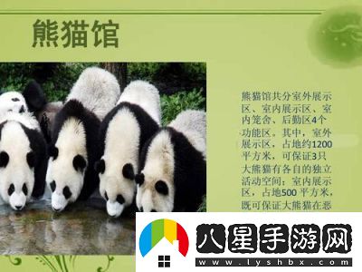 動物森林法則莎雯原型介紹及特點
