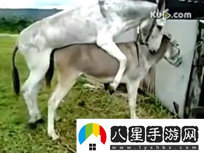 “奇配狂想曲