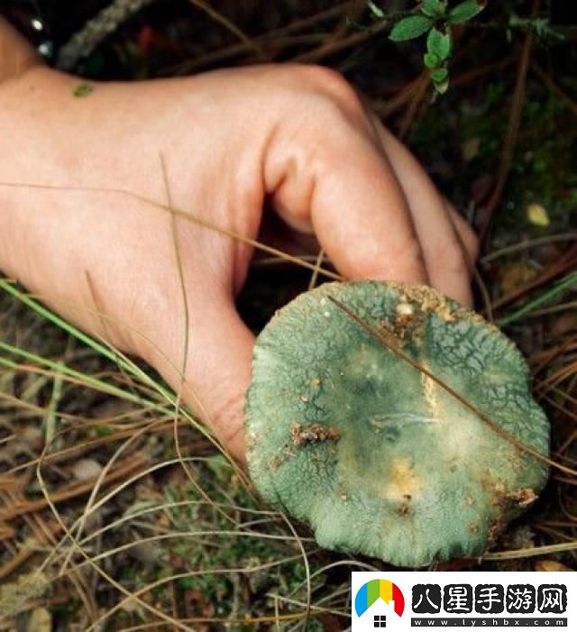 蘑菇mogula笑不活了科技圈新晉“網(wǎng)紅”的這點(diǎn)事！