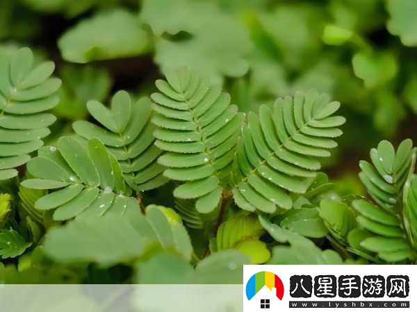 水蜜桃香蕉含羞草