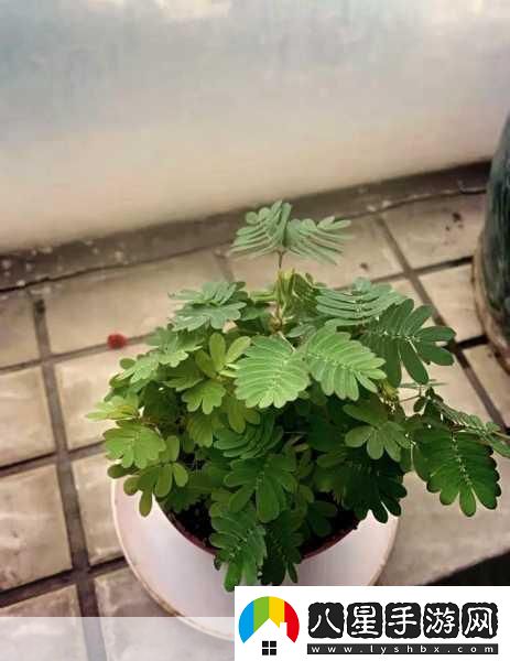 水蜜桃香蕉含羞草