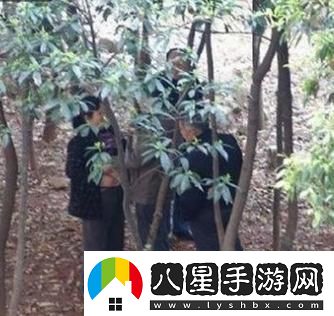 “森林里的‘老年團(tuán)購’