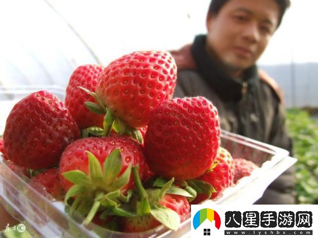草莓視頻h