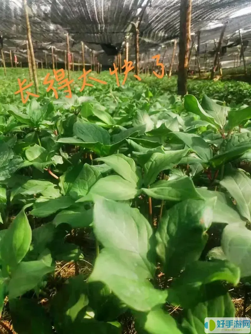 與滇重樓長得像的