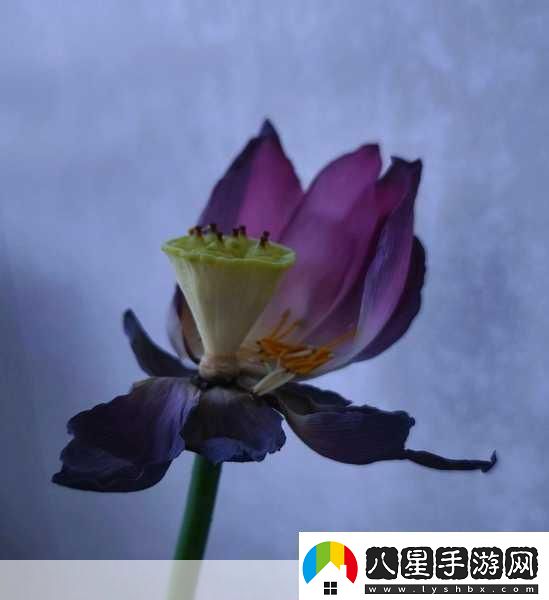 女性半夜蓮花開的意思