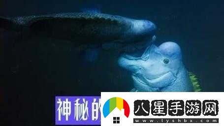 大菠蘿官方隱藏入口