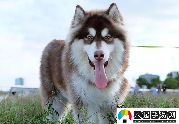 女人獨享萌寵指南