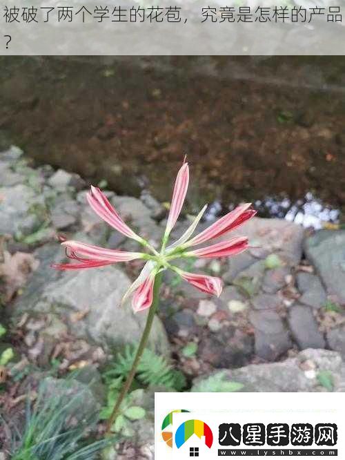 被破了兩個(gè)學(xué)生的花苞