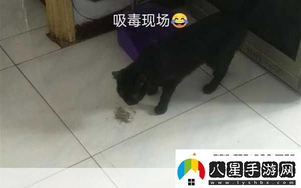 被自己家狗上癮了怎么辦