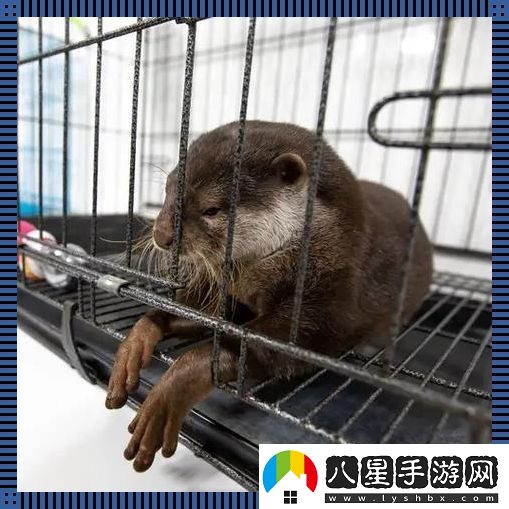 養(yǎng)寵新潮流