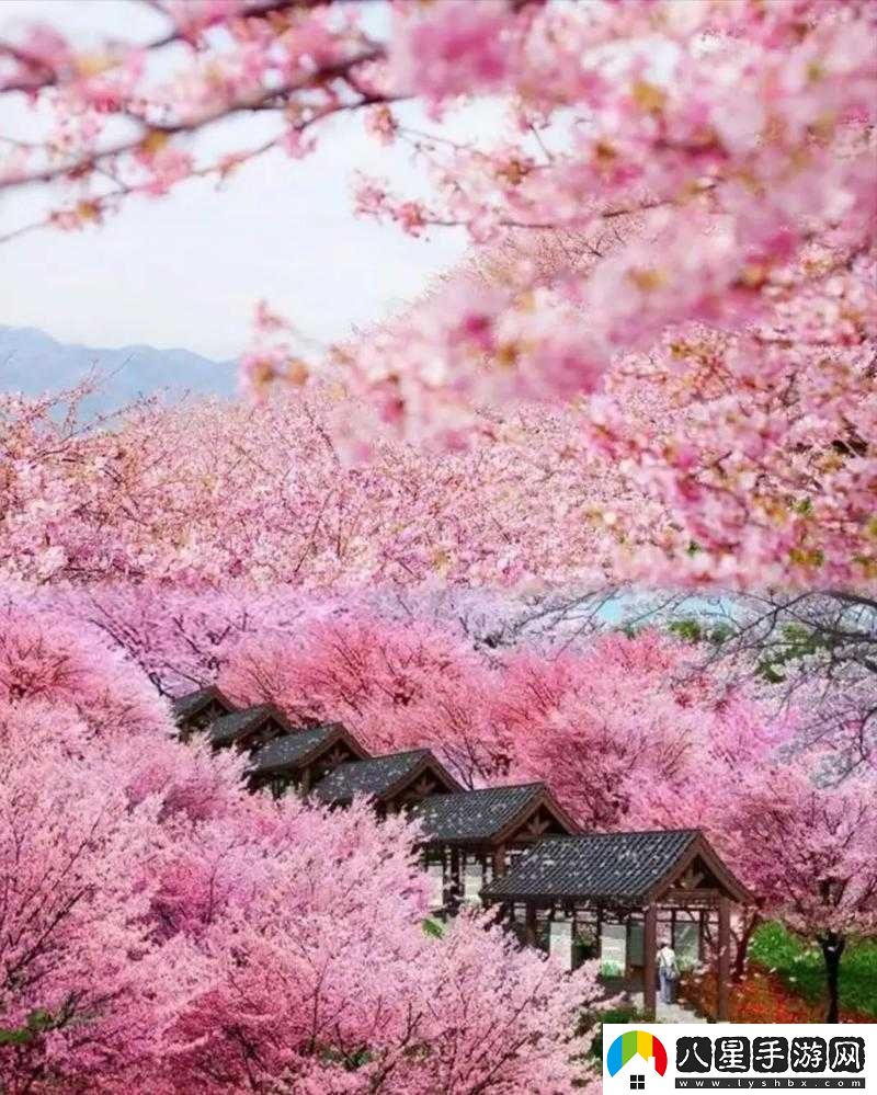 櫻花草視頻
