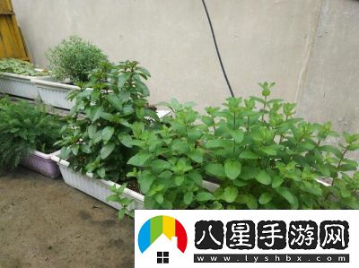 探索溫暖香草的秘密所在