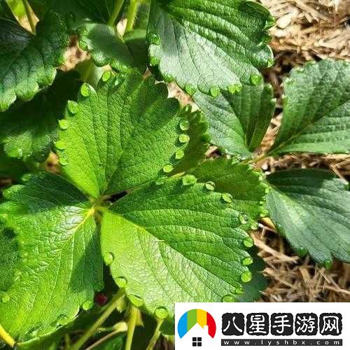 草莓濕漉漉