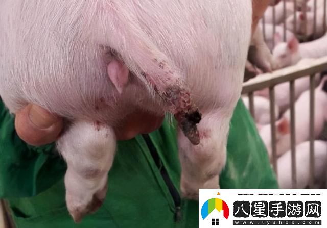 人豬又細又長像鉆頭一樣圖片
