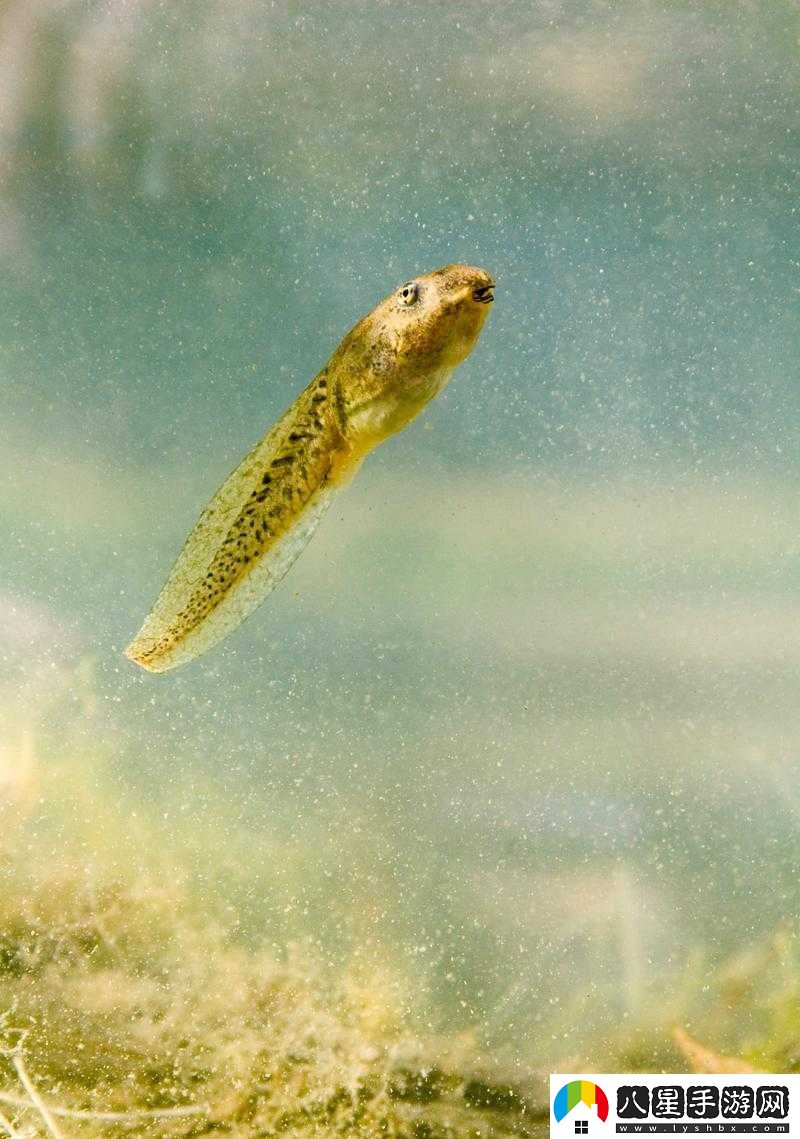 窩蝌蚪