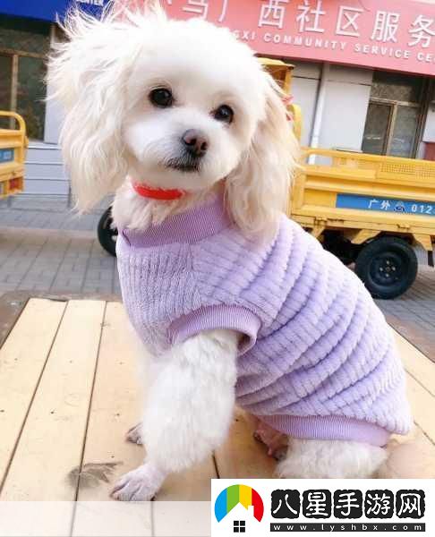 老公不在家狗狗的東西能要嗎