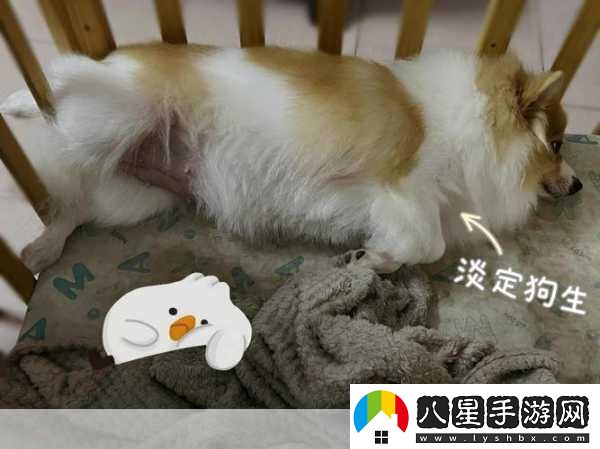 老公不在家狗狗的東西能要嗎