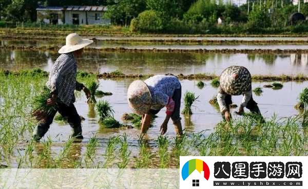 夫妻插秧100種方法圖片大全