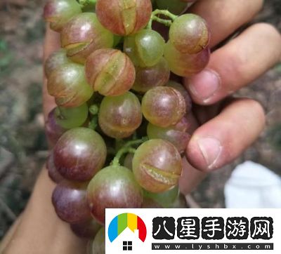 葡萄不準(zhǔn)掉出來(lái)晚上檢查