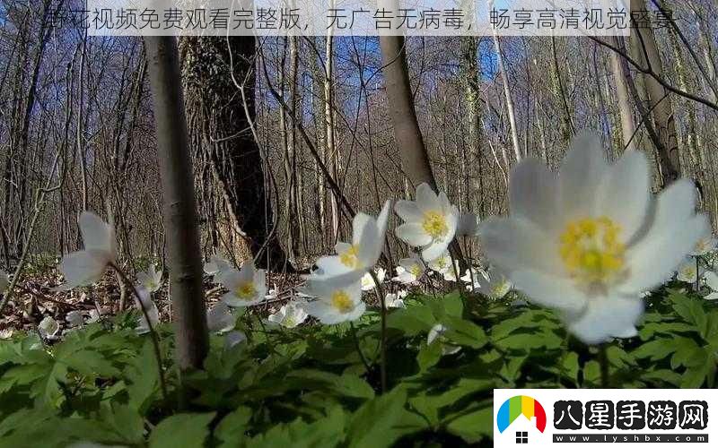 野花視頻免費(fèi)觀看完整版無廣告無病毒暢享高清視覺盛宴