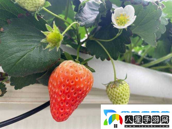 草莓櫻桃色多多綠巨人秋葵