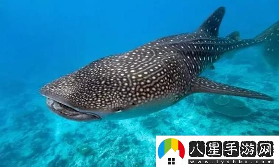 69怪藝鯨鯊