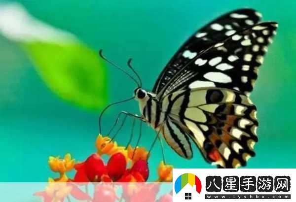 花蝴蝶看片