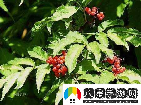 為了吾王