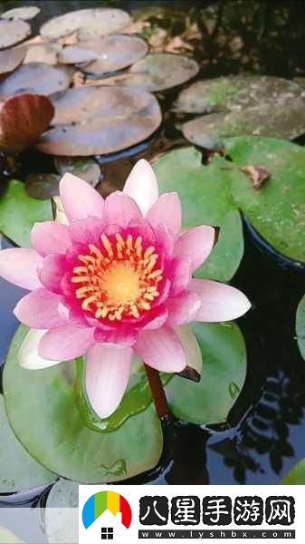 女性半夜蓮花開放的治療方法