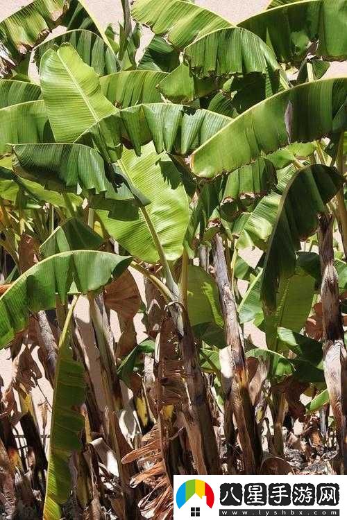 香蕉與忘憂草區(qū)別大揭秘