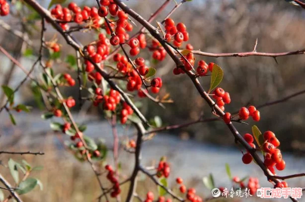【詳盡圖解】寵物小精靈紅寶石攻略大全