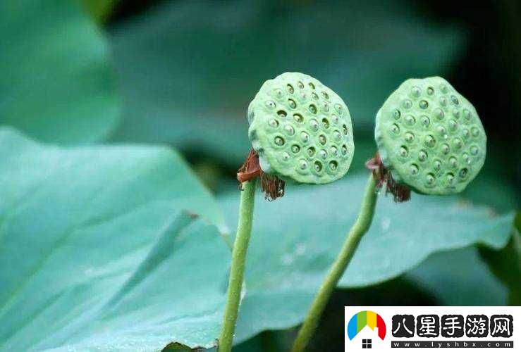 春動(dòng)蓮房之關(guān)于其背后蘊(yùn)含的深刻意義與美好景象的探討