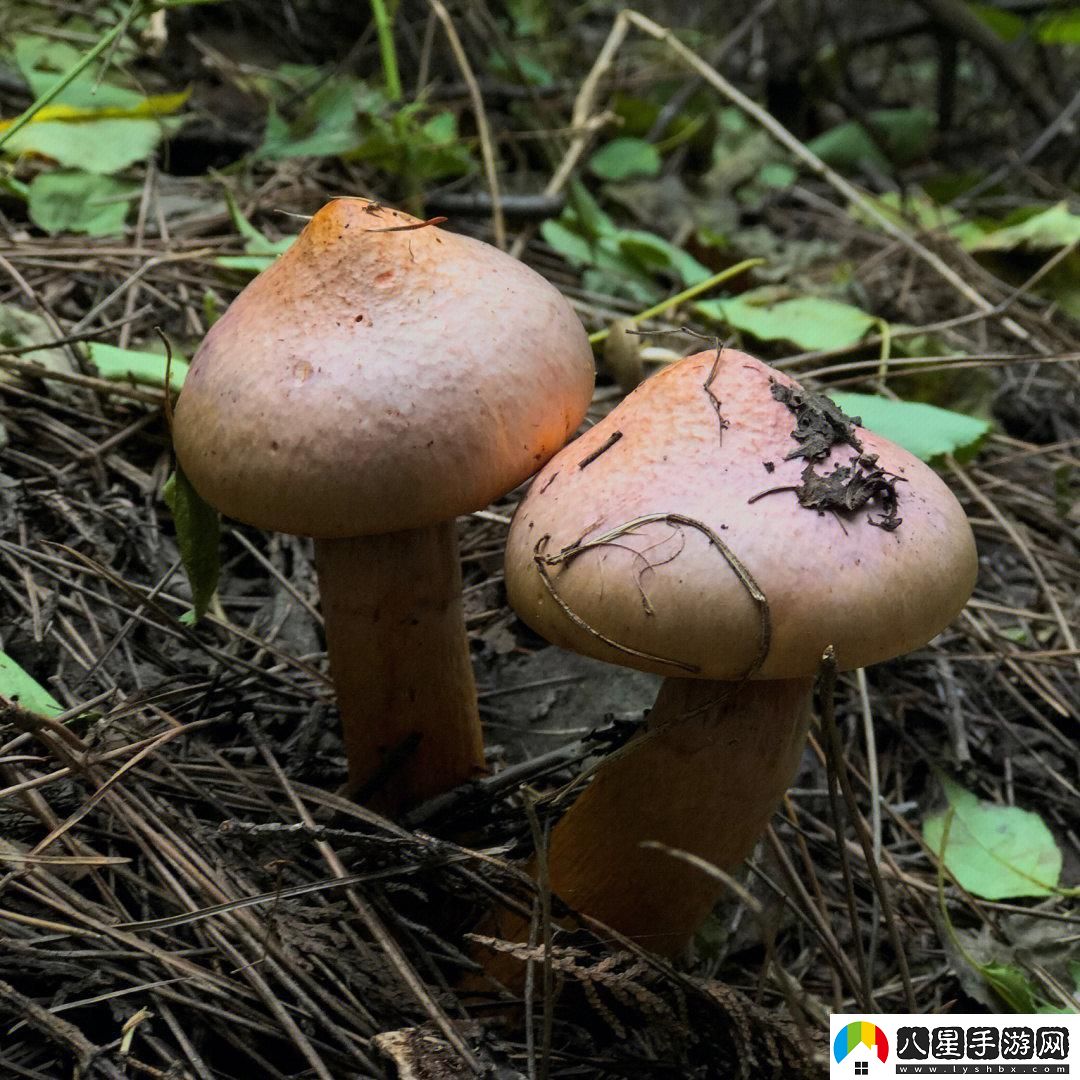 噓松樹(shù)林的蘑菇秘密創(chuàng)新菌種讓世界矚目！