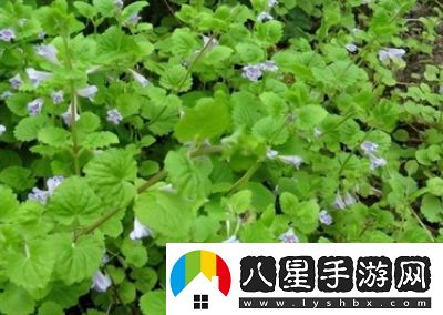 草藥采集1