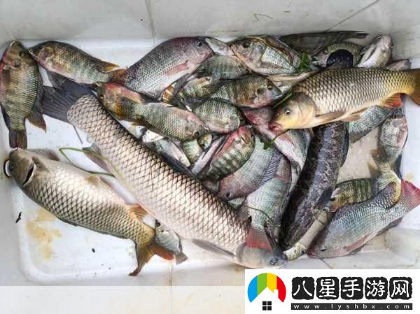 泡泡先鋒釣魚秘籍