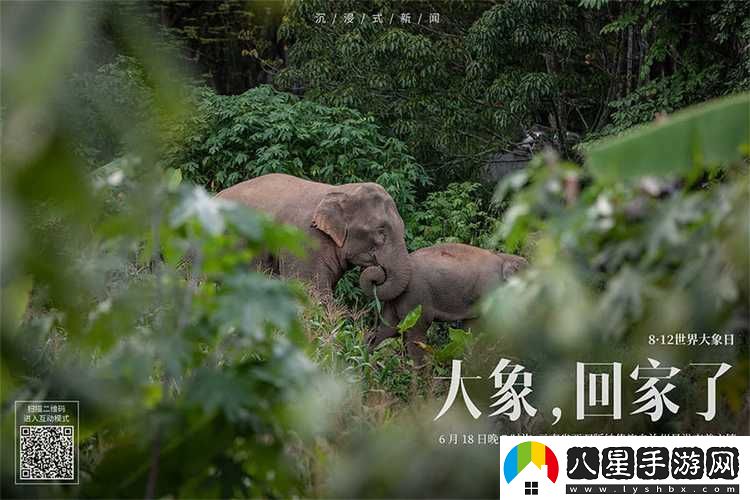 內(nèi)容豐富大象為何總能三秒內(nèi)回家