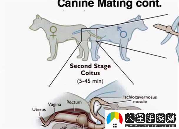 狗配人怎樣配馬配人呢圖片