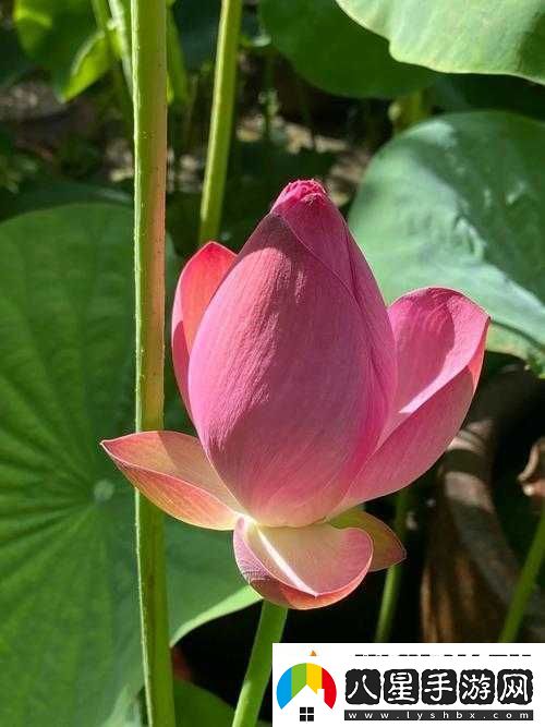 女人千層蓮花激活后究竟會(huì)呈現(xiàn)何種模樣呢
