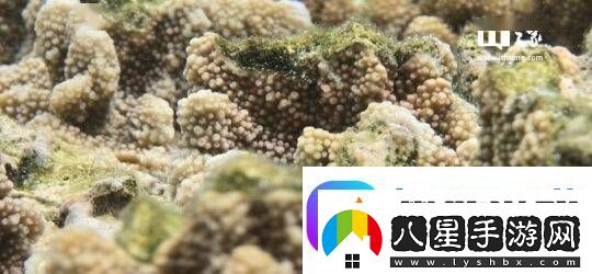 三星“海洋模式”助力珊瑚礁修復(fù)