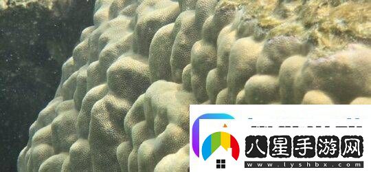 三星“海洋模式”助力珊瑚礁修復(fù)