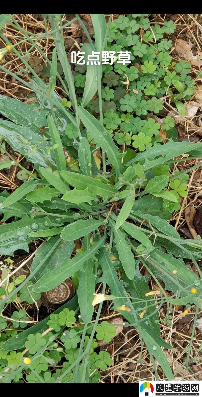 0ADC野草狂潮來襲